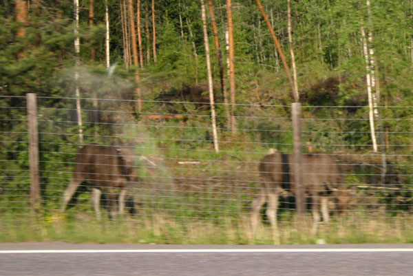 IMG_999915